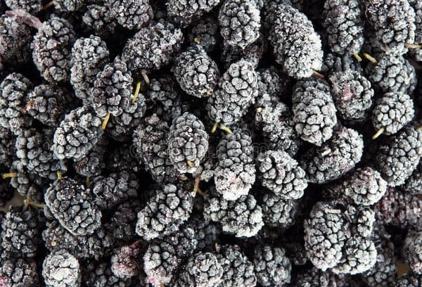 Mulberry congelat