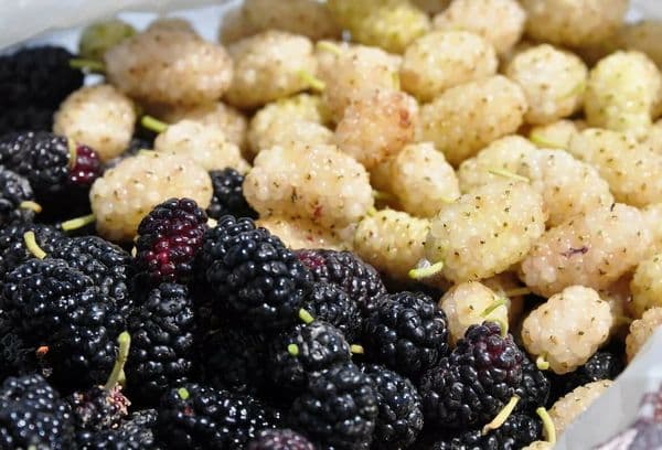 Mulberry alb-negru