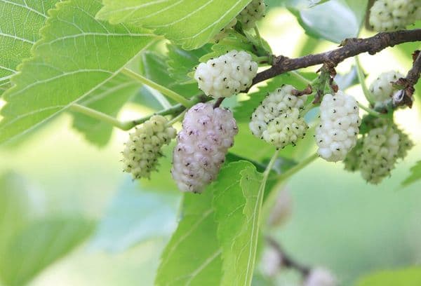 Mulberry alb