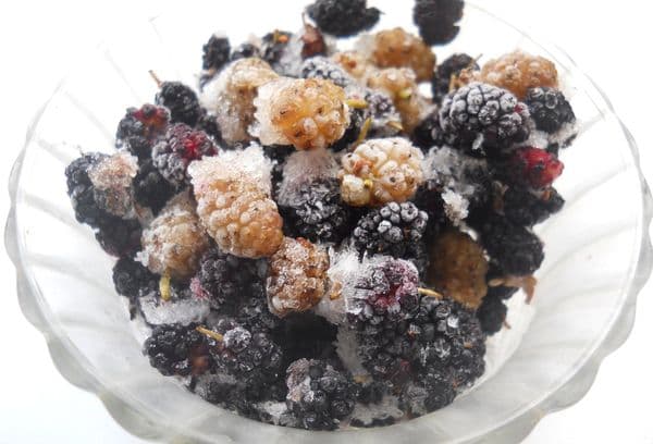 Mulberry congelat