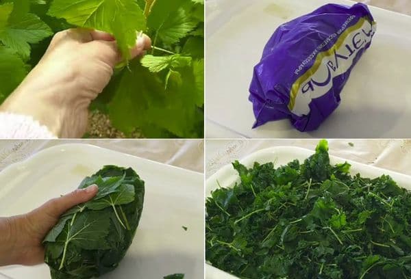 Congelarea frunzelor de coacăz
