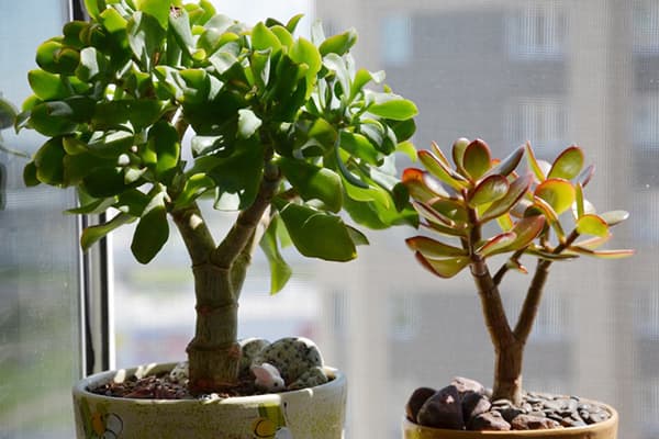 Două tipuri de Crassula pe pervaz