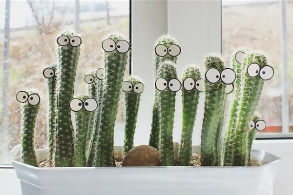 Cacti pe pervaz