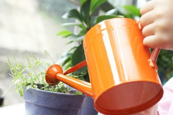 Udarea plantelor interioare