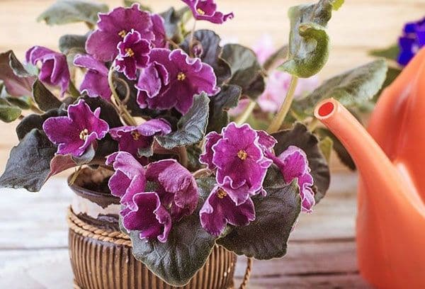 Violete acasă