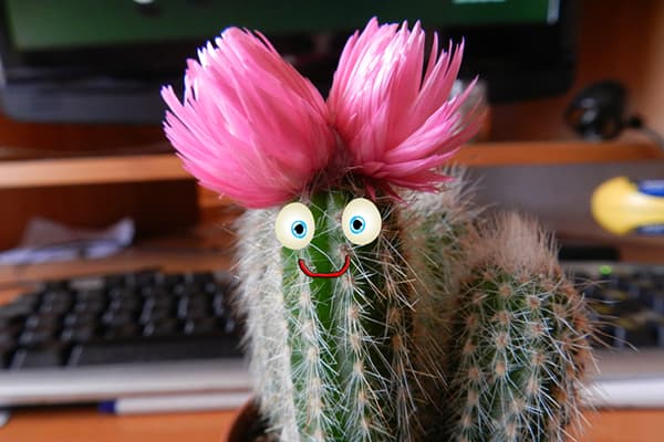Cactus înflorit pe desktop