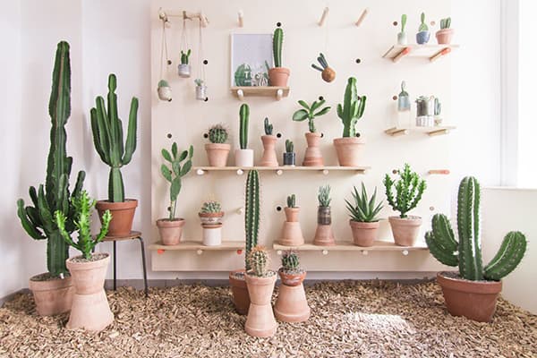 Cacti în apartament