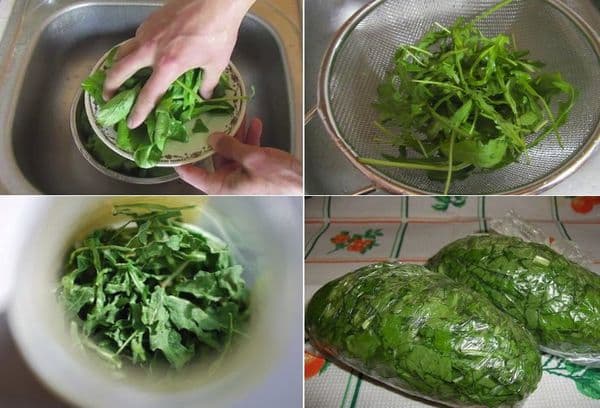 Arugula înghețare