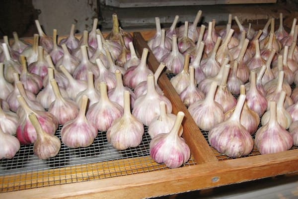 Capete de usturoi