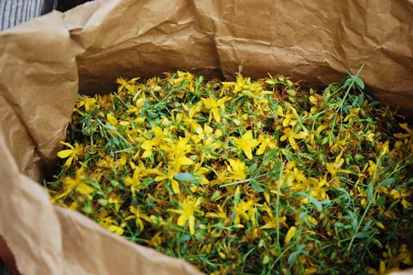 Flori Hypericum