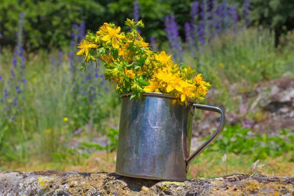 Flori proaspete de hypericum