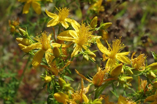 Hypericum înflorit