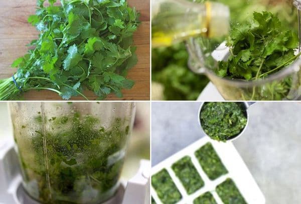 Congelarea cilantro cu ulei