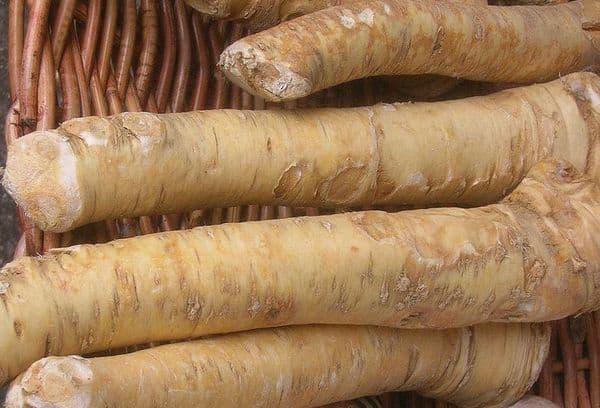 Rădăcină de hrean