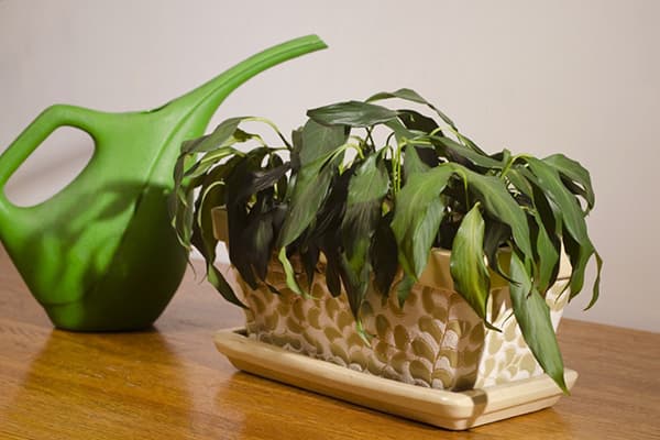 Plantă de casă uscată