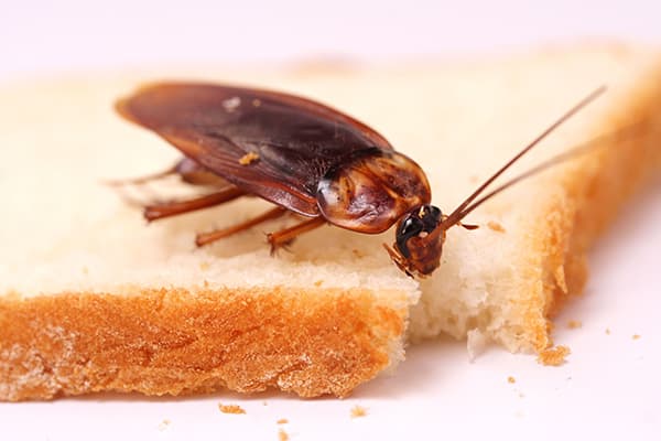 Gâscă pe o bucată de pâine