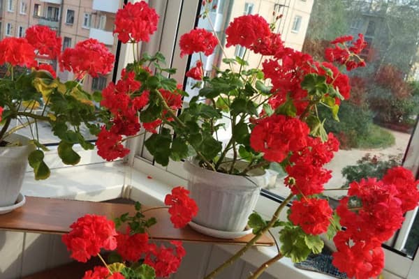 Ghivece Loggia pe loggia