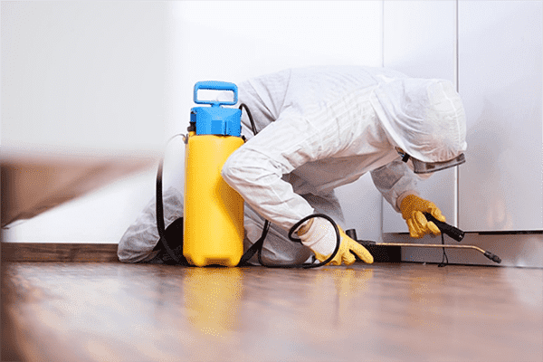 Dezinfectorul prelucrează apartamentul din gandaci