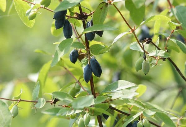 Fructe de caprifoi