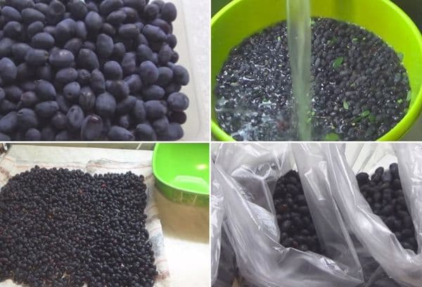 Procedura de congelare a caprifoiului