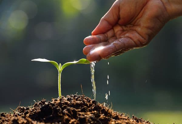 Hidratarea germinării