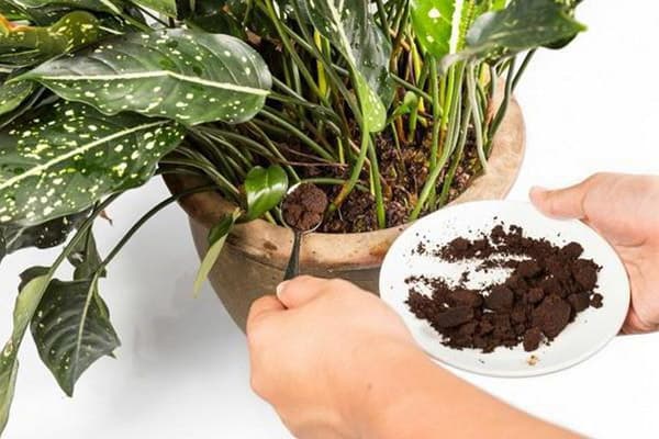 Adăugarea de cafea într-un vas pentru plante interioare