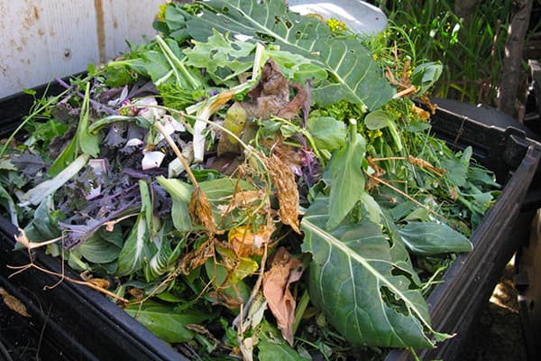 Topuri într-o grămadă de compost