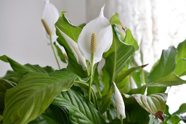 Floare fericire feminină