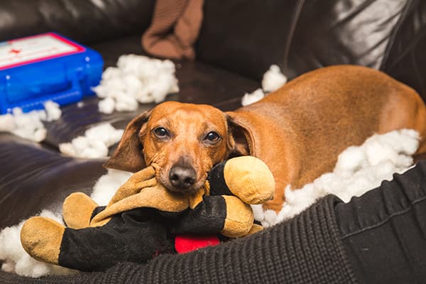 Dachshund cu o jucărie moale