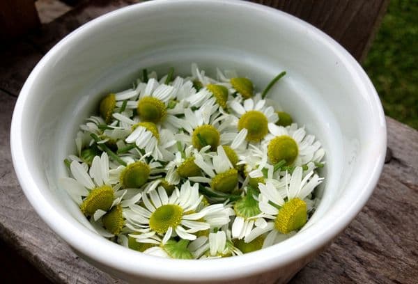 Capete de mușețel