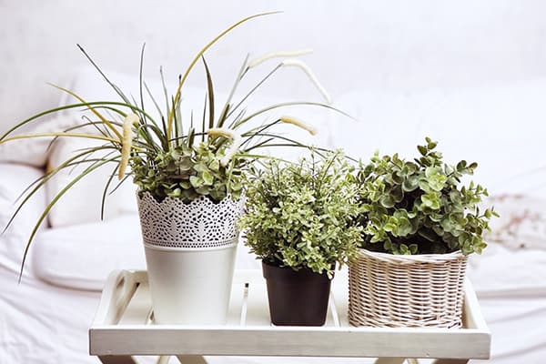 Plante într-un interior luminos