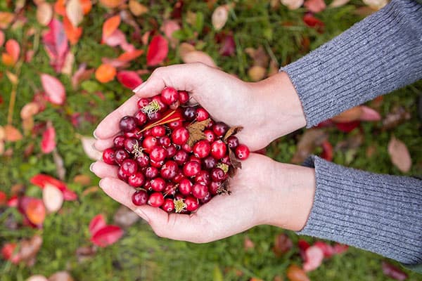 Mână de lingonberries