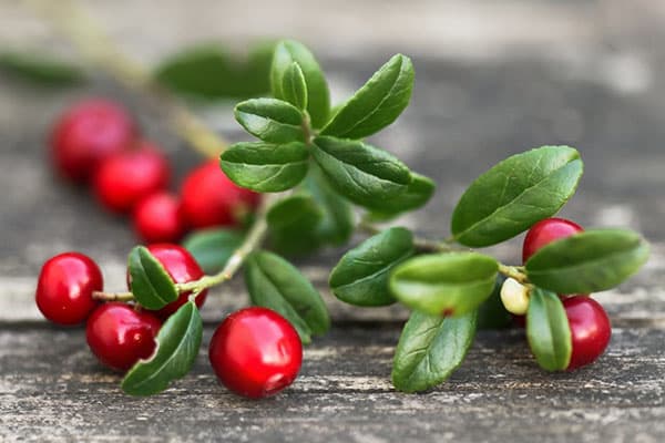 Crenguța de Lingonberry