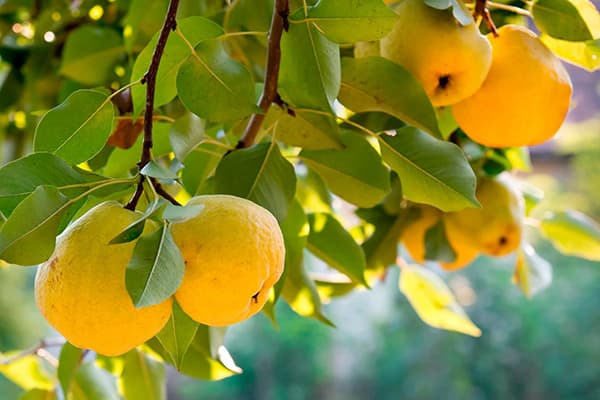 Gutuie de fructe