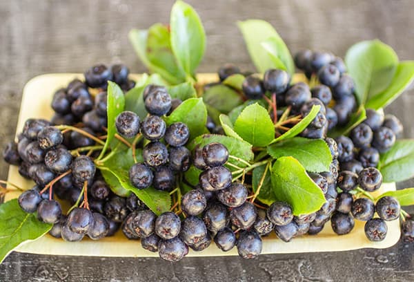 Boabe de Aronia