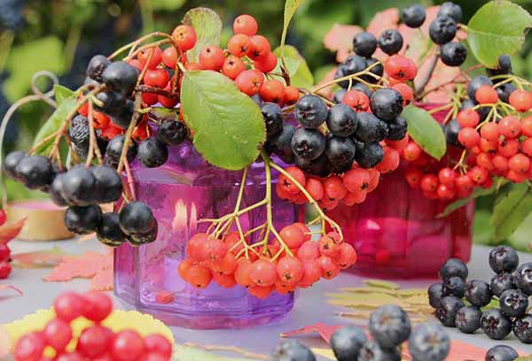 Roșu sau aronia