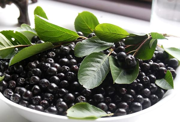 Frunze de chokeberry