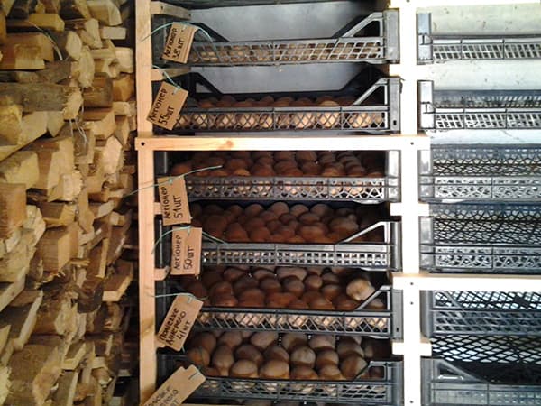 Rack de depozitare cartofi