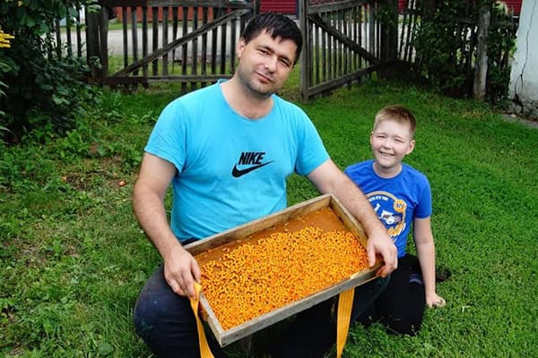 Tata și fiul cu recoltă de cătină