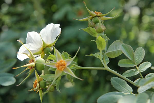 Begger's Rose Rose