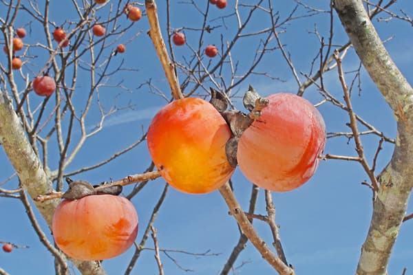 Persimmon pe o ramură