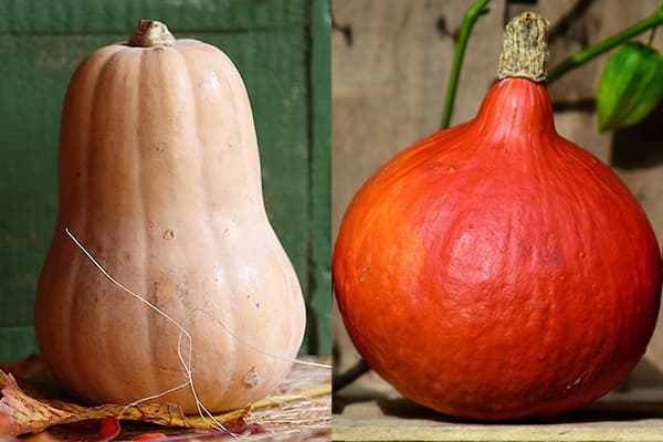 Dovlecei de nucă - Butternut și Hokkaido