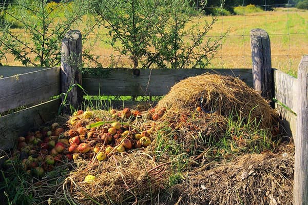 Mere într-un morman de compost